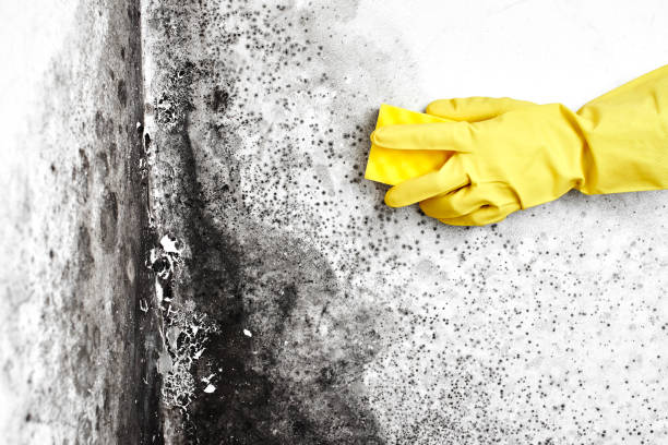 Best Mold Cleaning Services  in Four Corners, MT