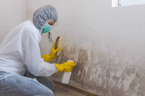 Best Local Mold Removal Service  in Four Corners, MT