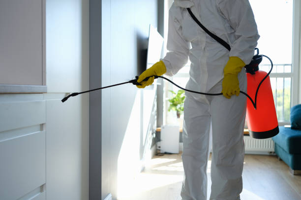 Best Mold Damage Repair  in Four Corners, MT