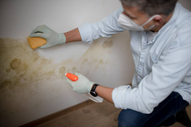 Best Commercial Mold Removal  in Four Corners, MT