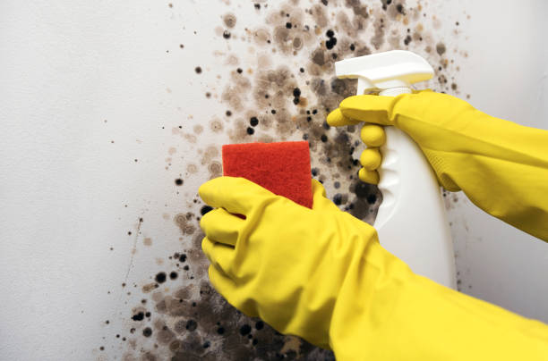 Best Toxic Mold Removal  in Four Corners, MT