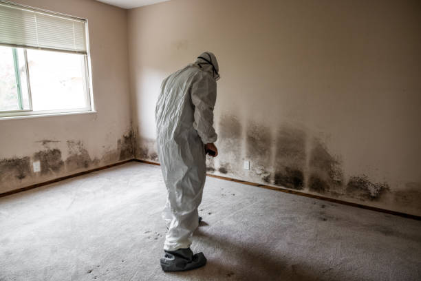 Best Office Mold Removal Services  in Four Corners, MT