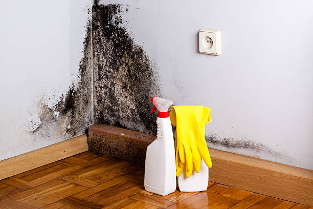 Best Home Mold Removal  in Four Corners, MT
