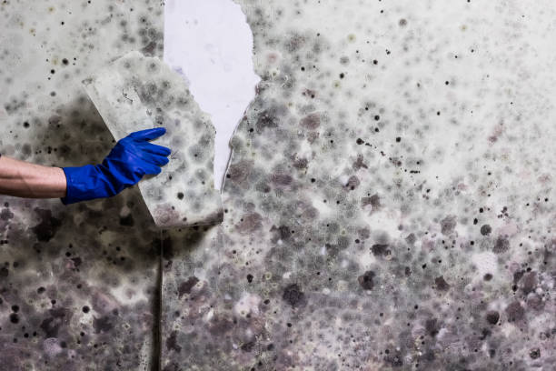 Certified Mold Removal in Four Corners, MT