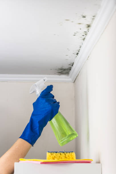 Best Affordable Mold Removal  in Four Corners, MT